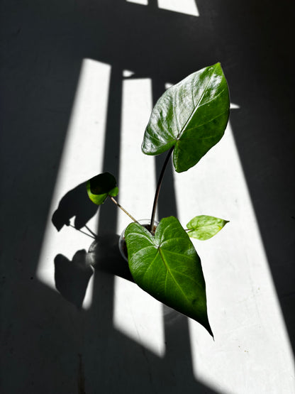 Alocasia Metalhead