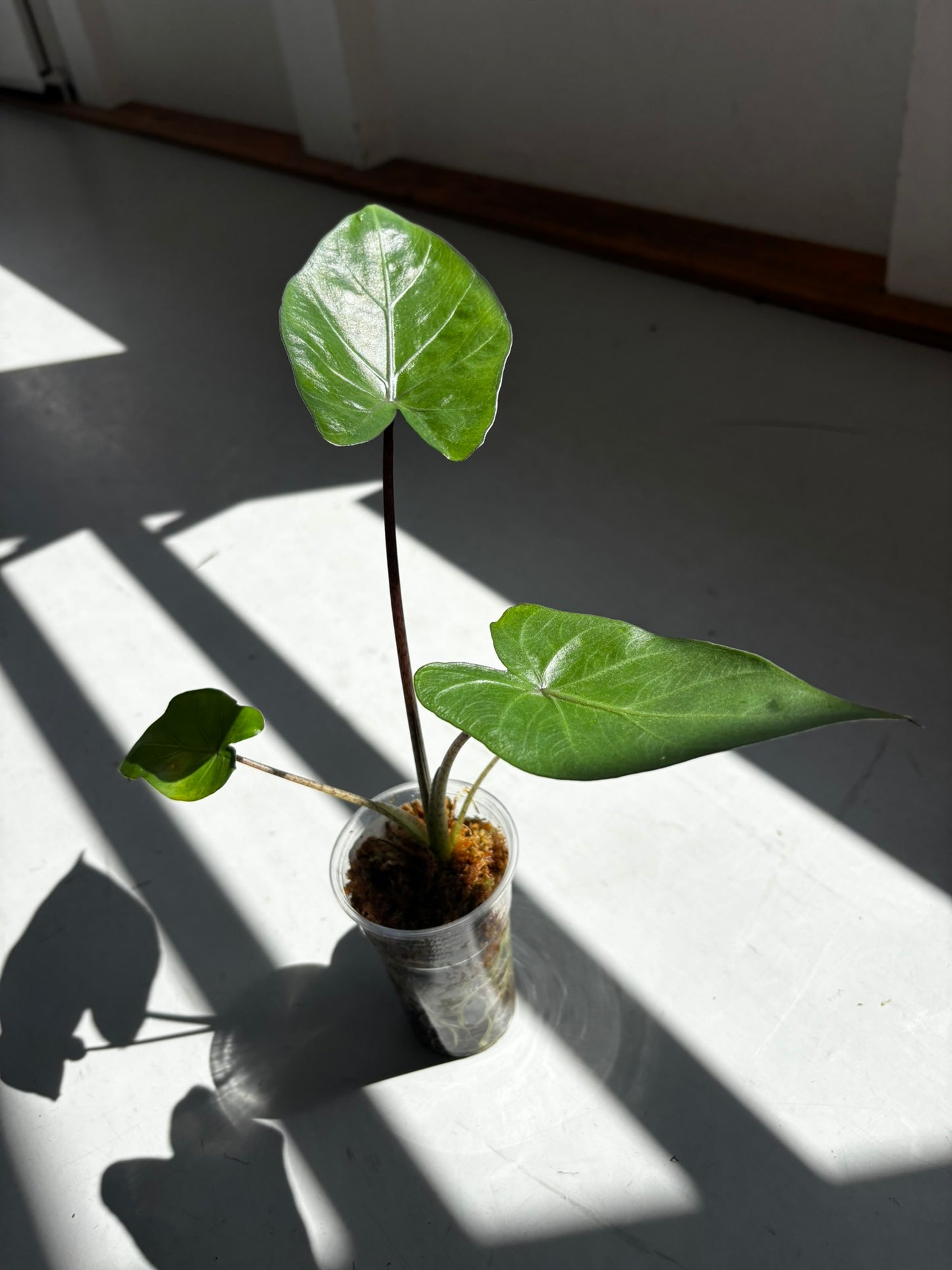 Alocasia Metalhead