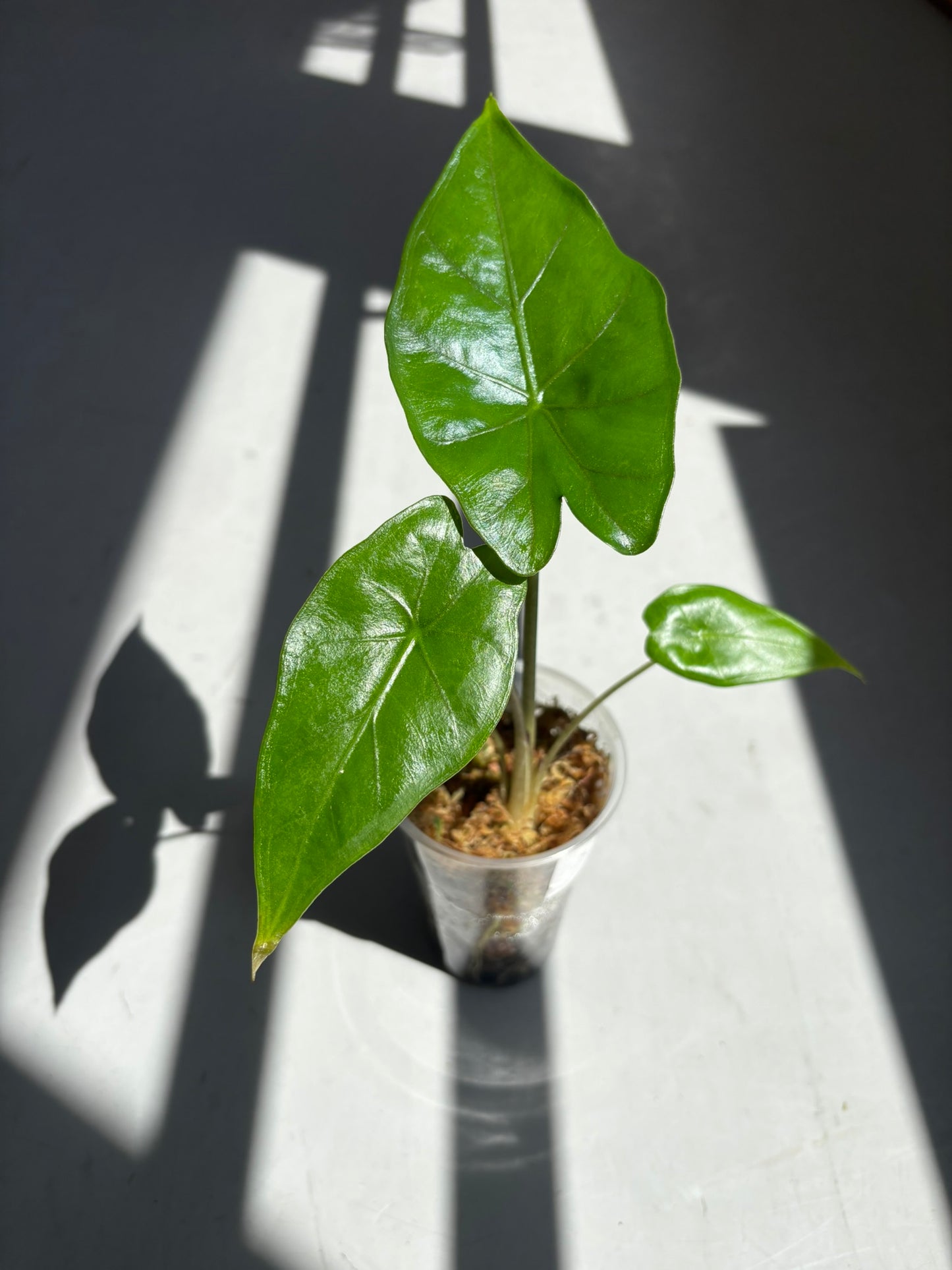 Alocasia Sumo