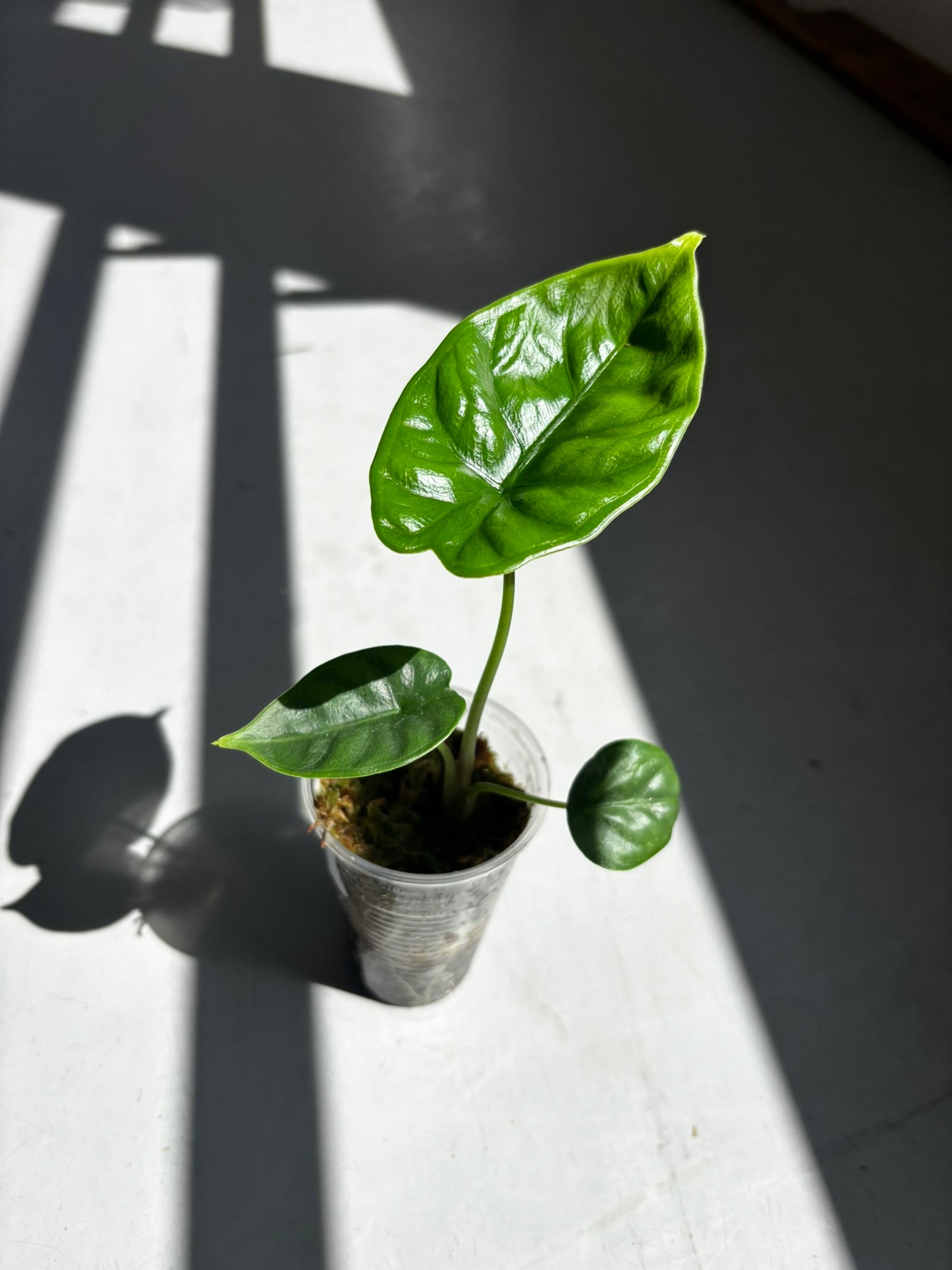 Alocasia Puncak Borneensis