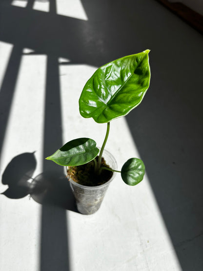 Alocasia Puncak Borneensis