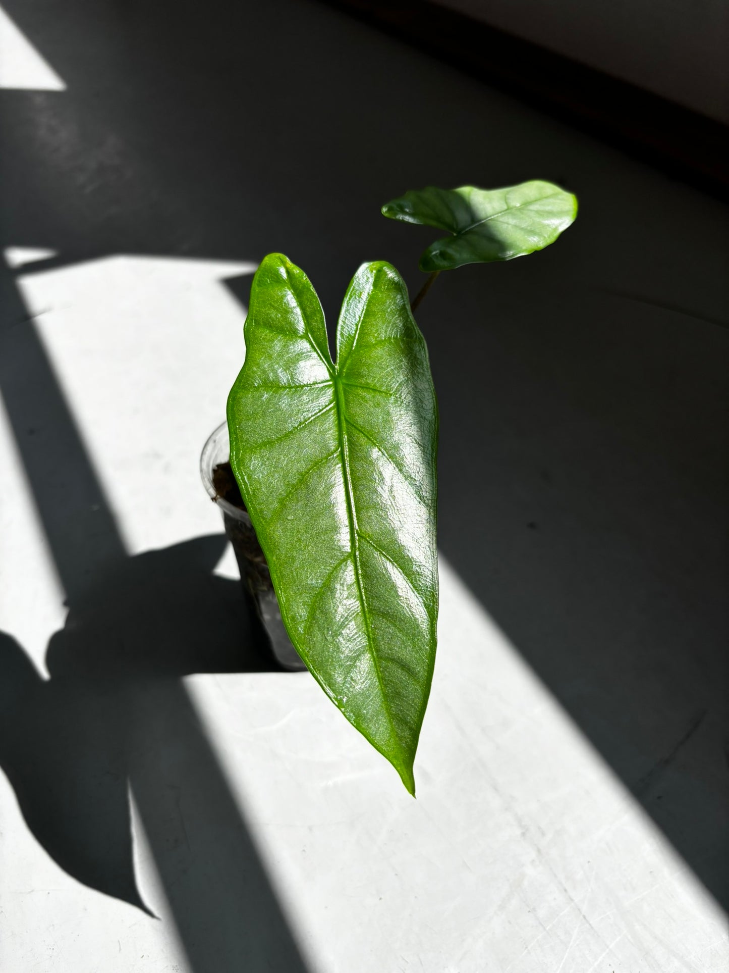 Alocasia Heterophylla Corazon