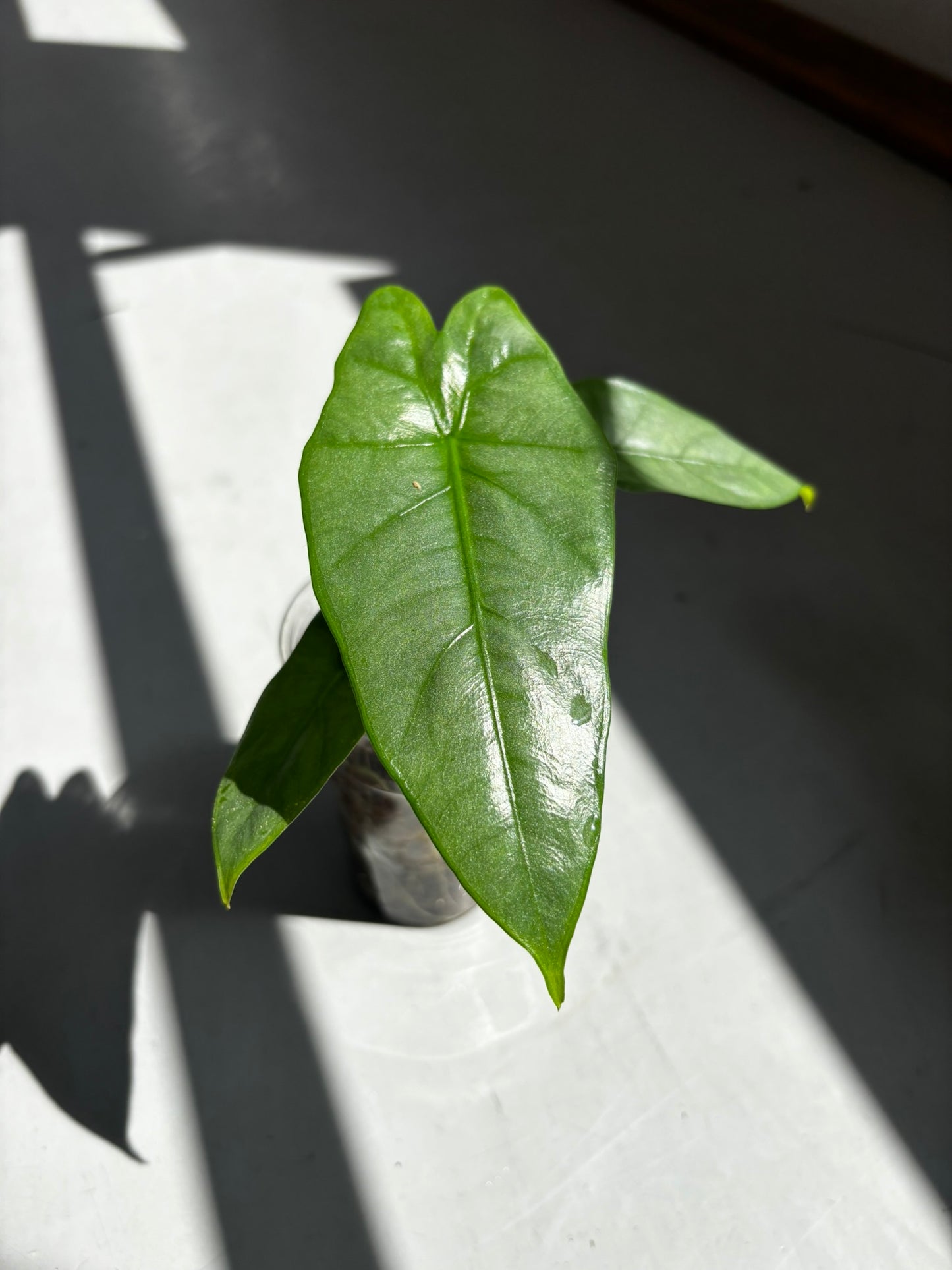 Alocasia Heterophylla Corazon