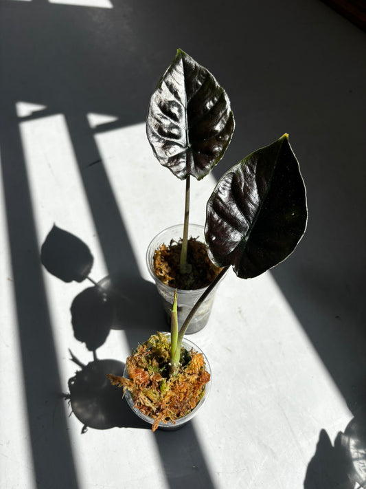 Alocasia Black Magic