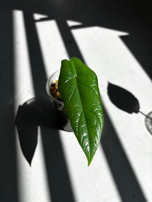 Alocasia Scalprum