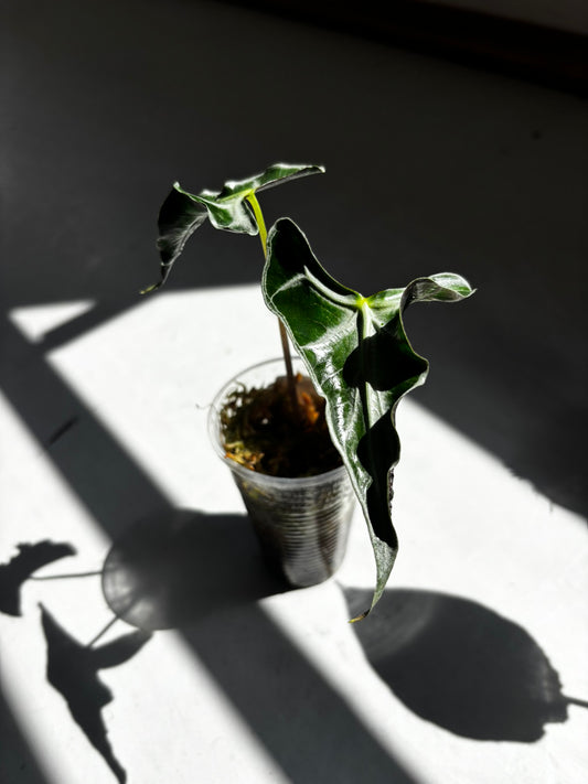 Alocasia Loco