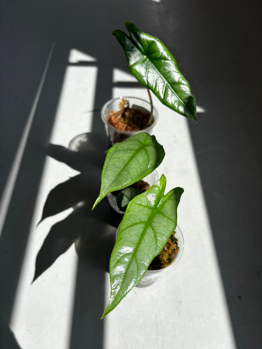 Alocasia Dragons Breath