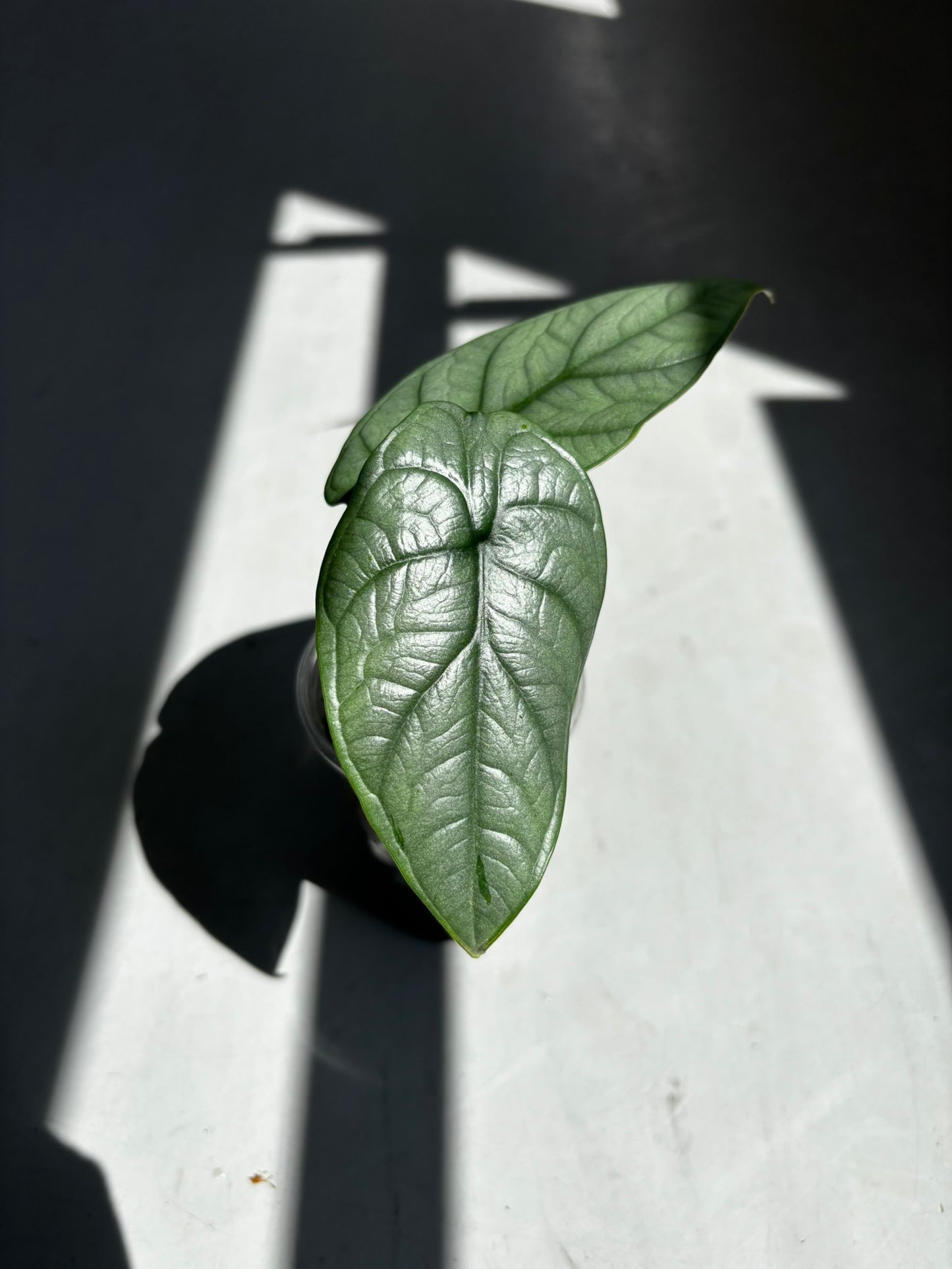 Alocasia Red Grey