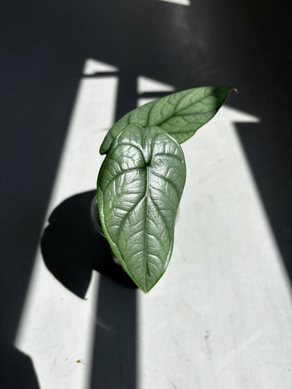 Alocasia Red Grey
