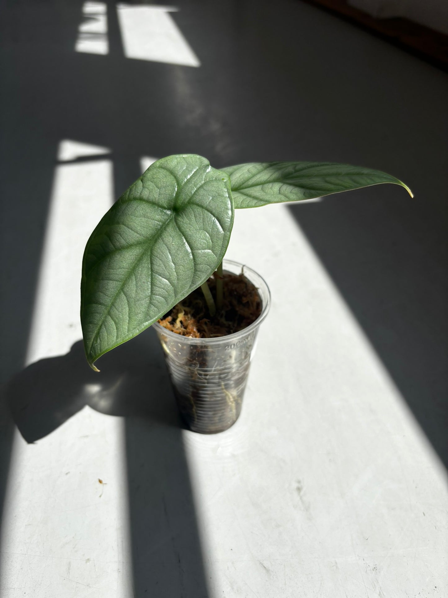 Alocasia Red Grey