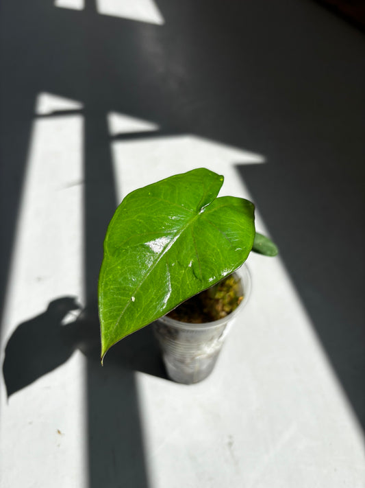 Alocasia Princeps
