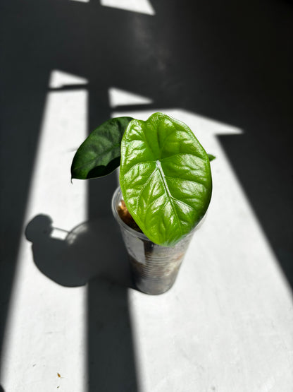 Alocasia Puncak Borneensis