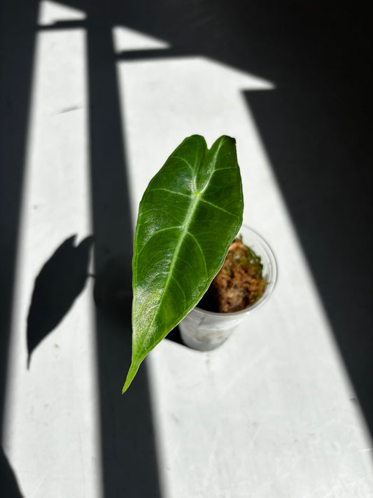 Alocasia Longiloba NO ID