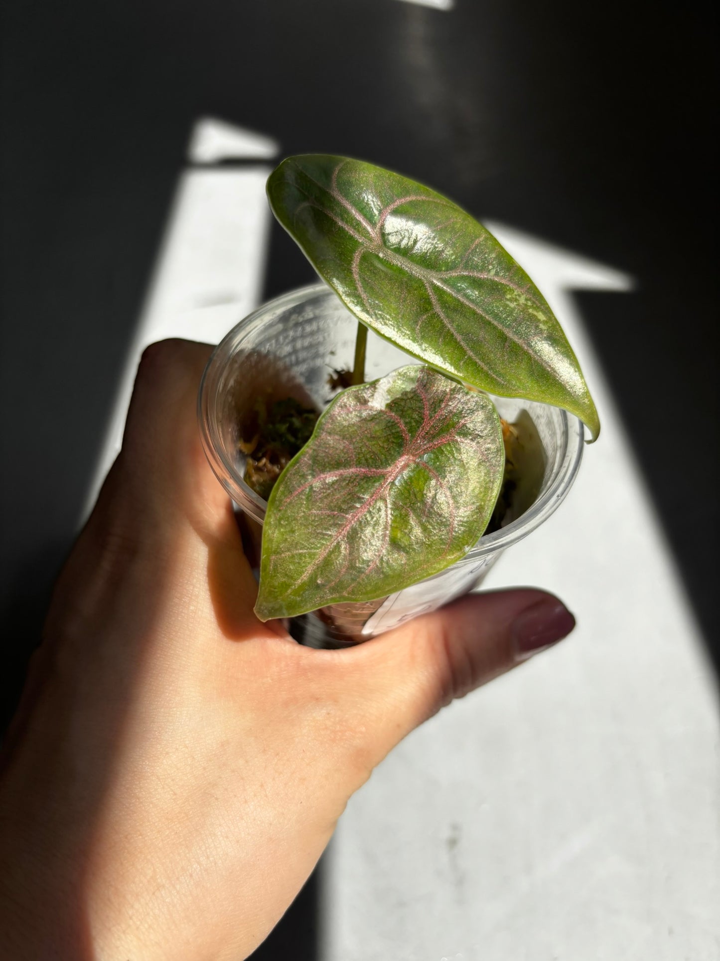 Alocasia Azlanii Albo/Pink Variegata