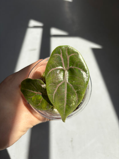 Alocasia Azlanii Albo/Pink Variegata
