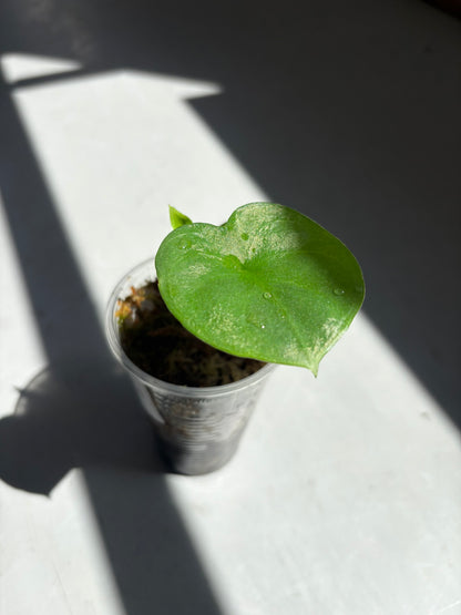 Alocasia Albatuwan