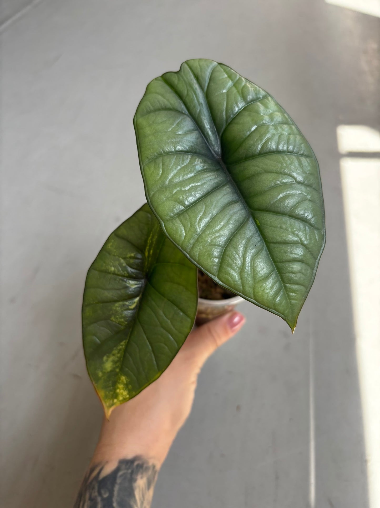 Alocasia Platinum Aurea