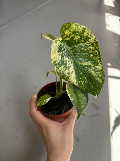 Monstera Mint