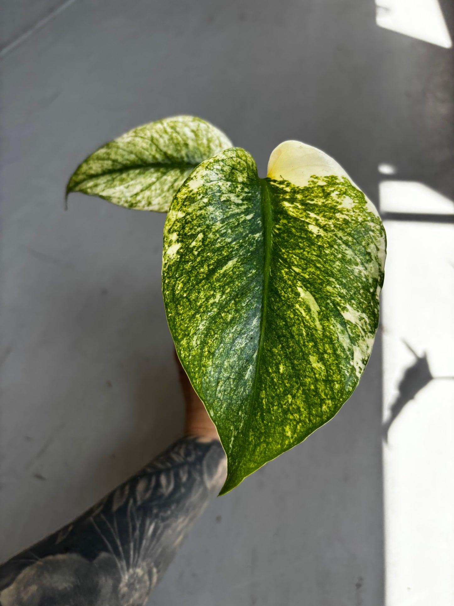 Monstera Mint