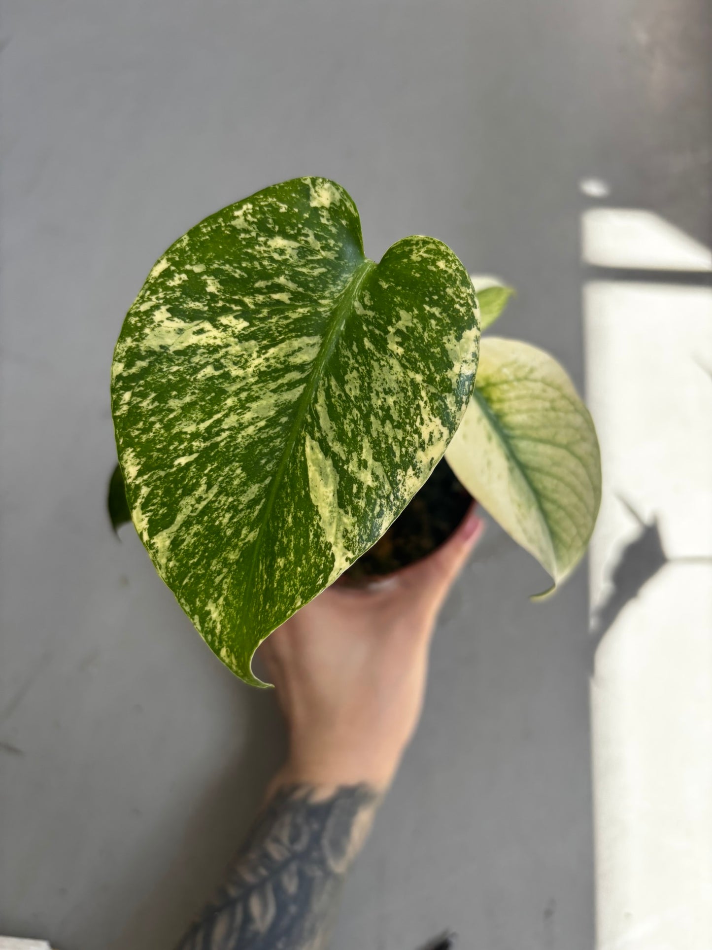 Monstera Mint