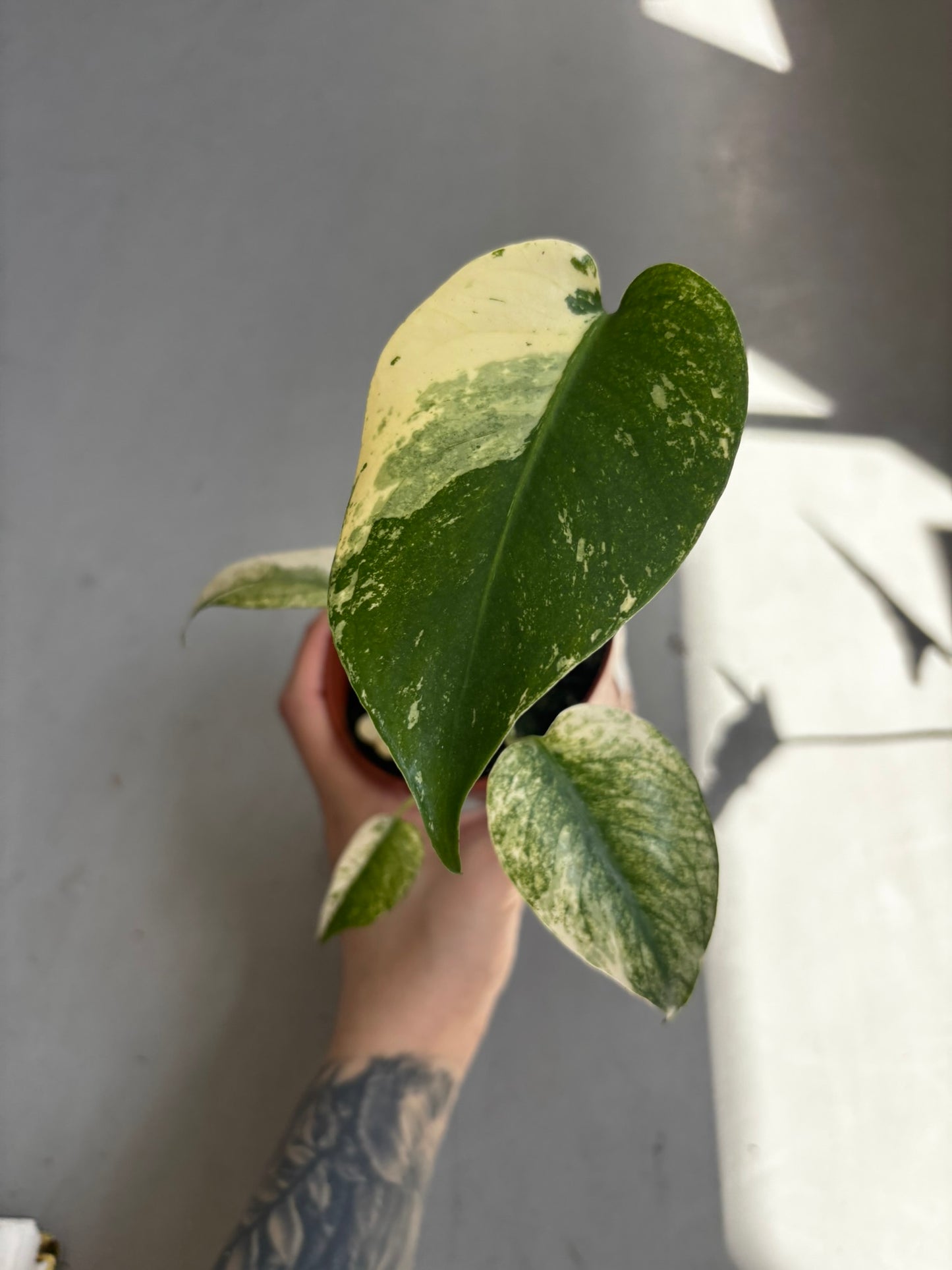 Monstera Mint