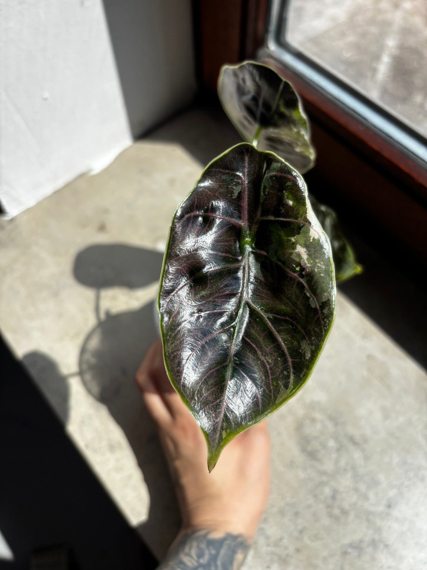 Alocasia Azlanii Albo/Pink Variegata