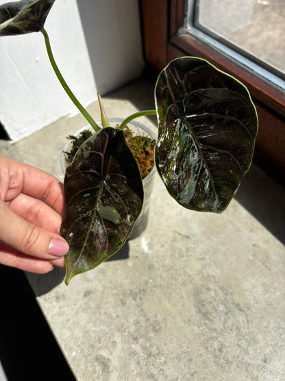 Alocasia Azlanii Albo/Pink Variegata