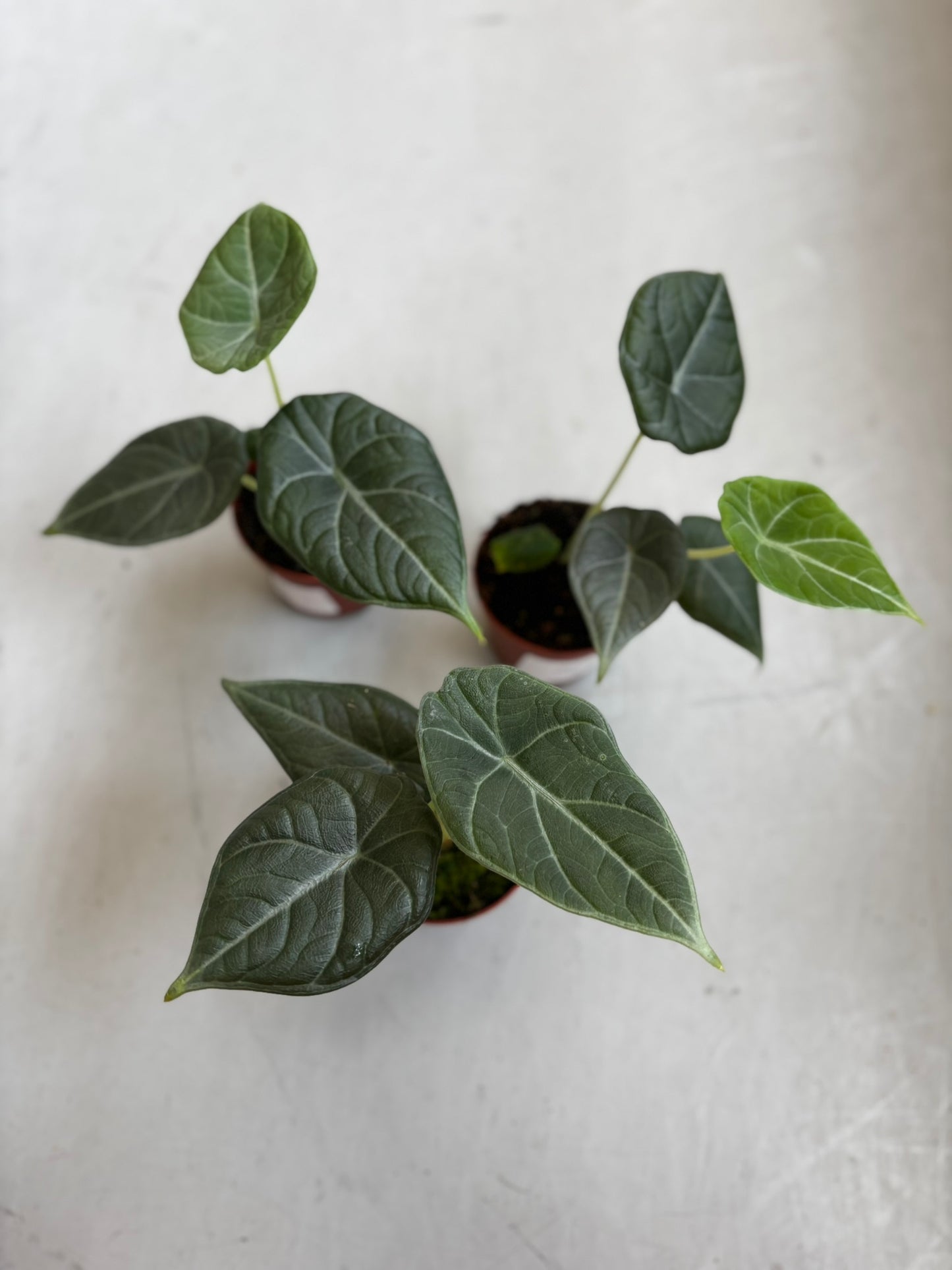 Alocasia Maharani