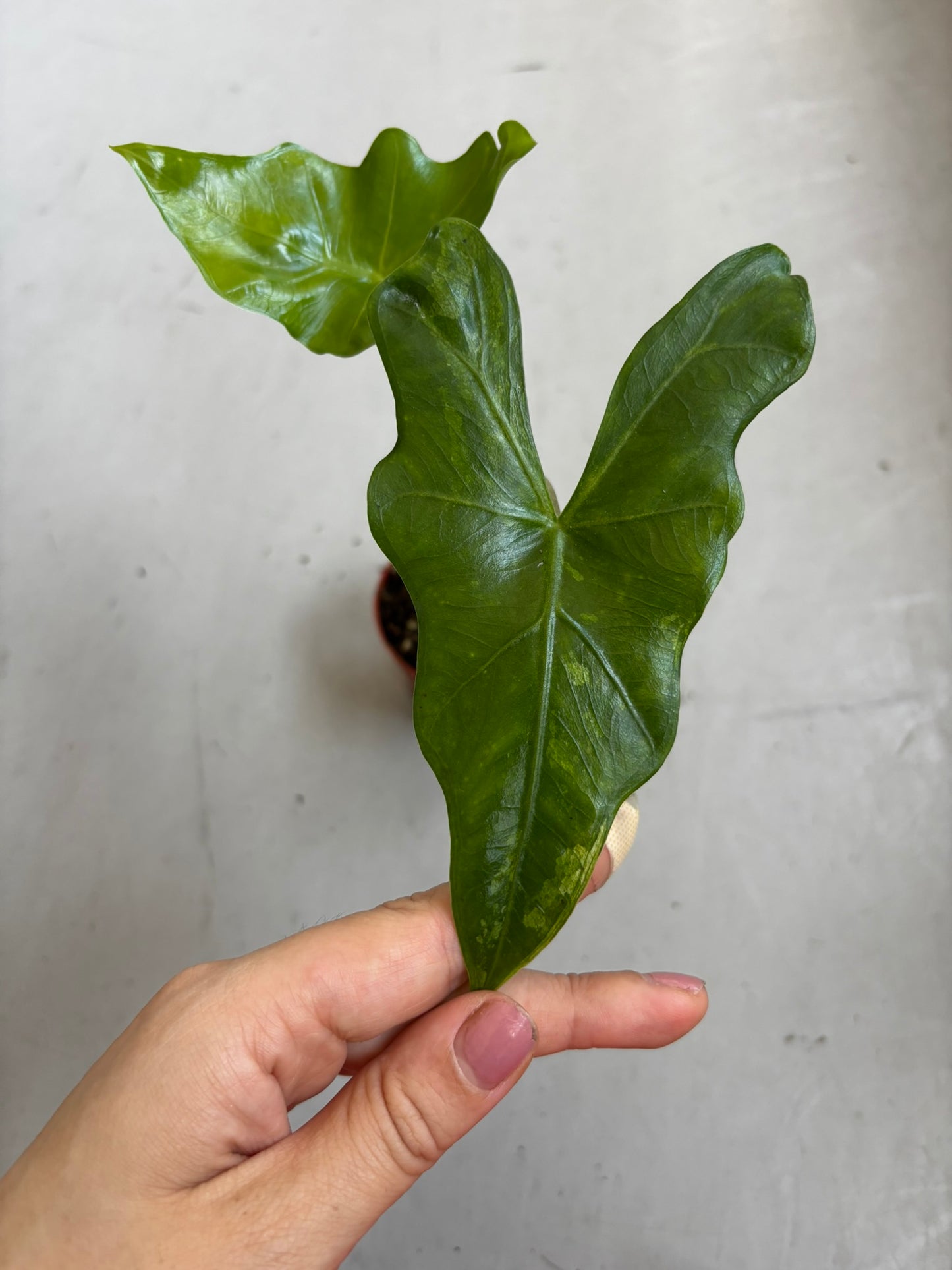 Alocasia Batwing Variegata