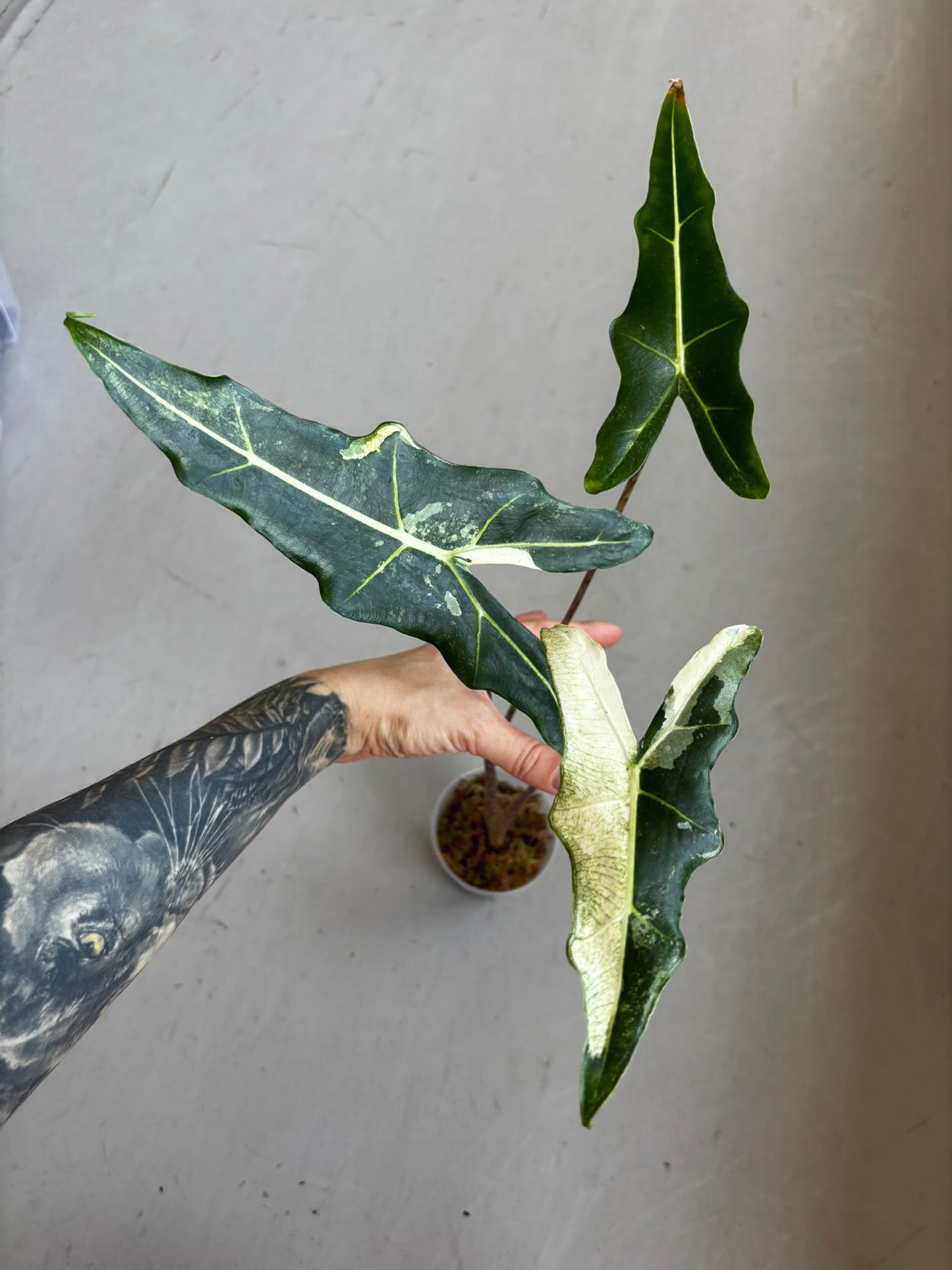 Alocasia Sarian Albo
