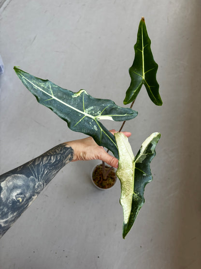 Alocasia Sarian Albo