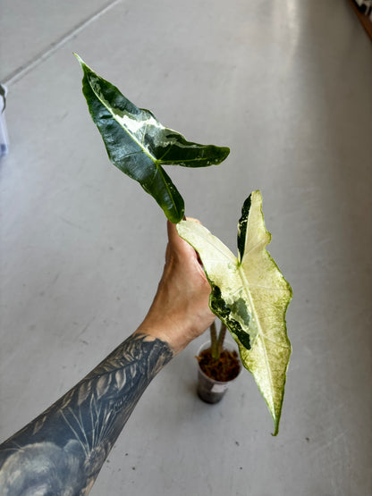 Alocasia Sarian Albo