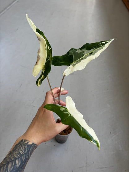Alocasia Sarian Albo