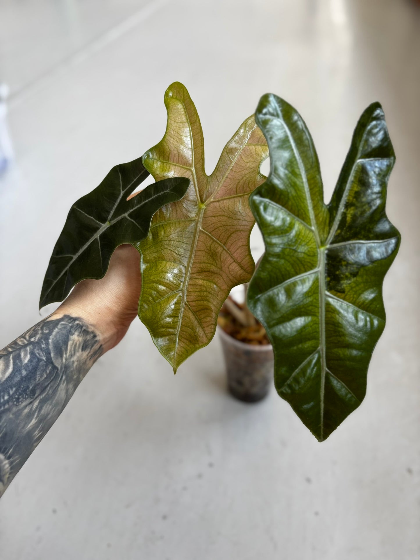 Alocasia Pseudo Sanderiana Pink/Aurea