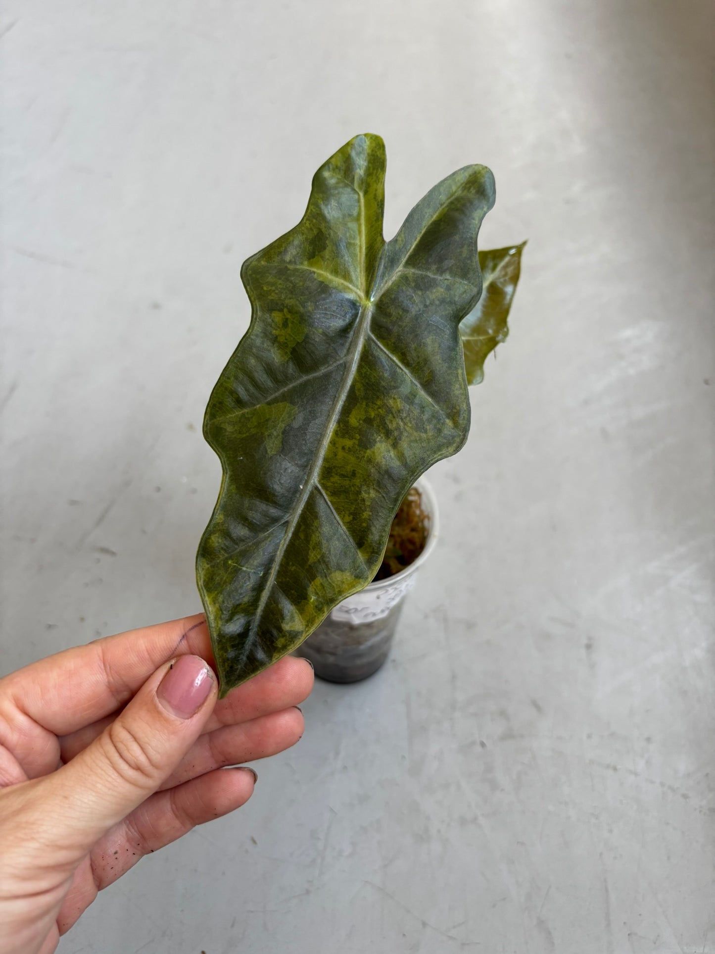 Alocasia Pseudo Sanderiana Pink/Aurea