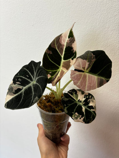 Alocasia Black Velvet Pink