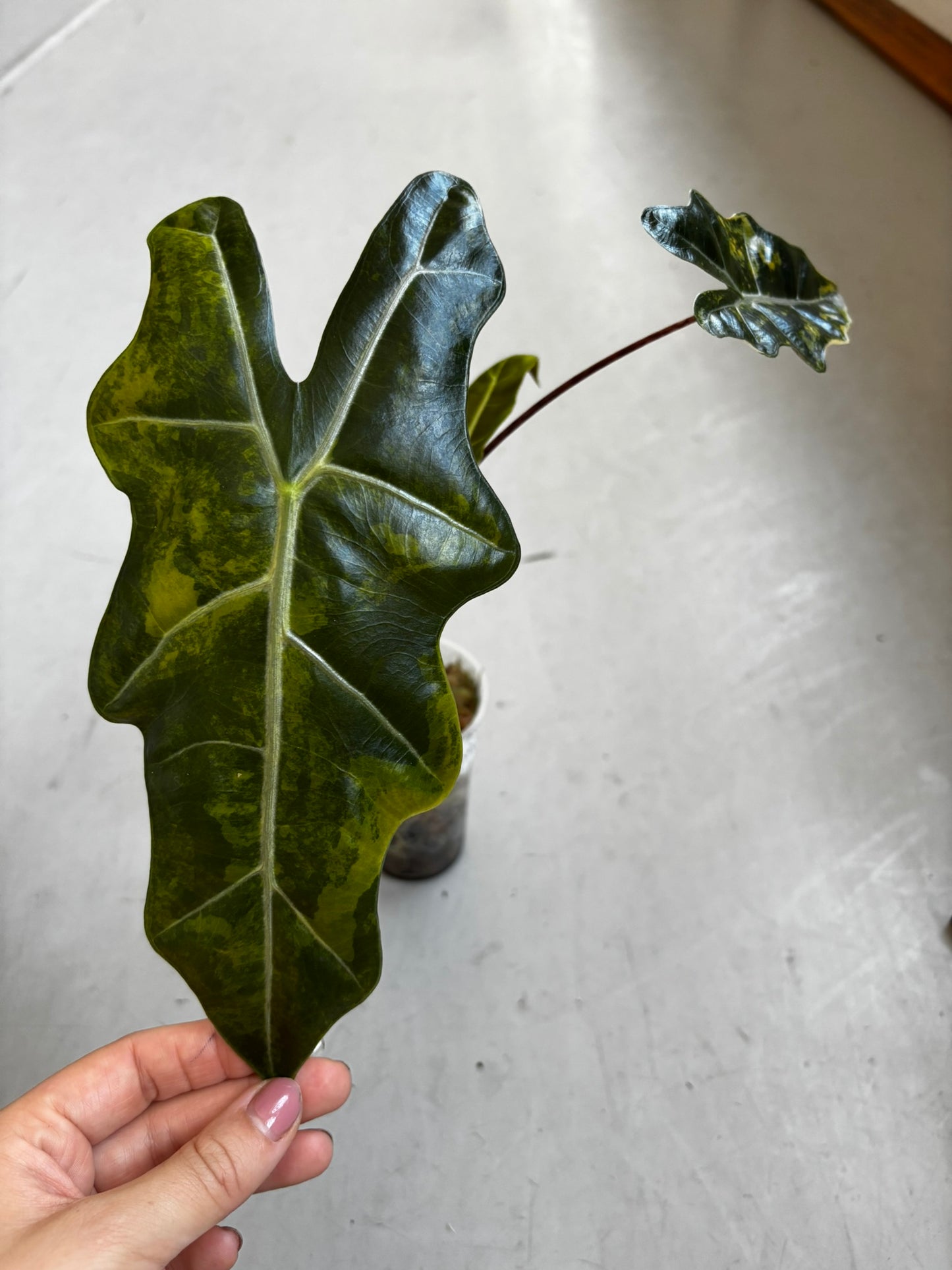 Alocasia Pseudo Sanderiana Pink/Aurea