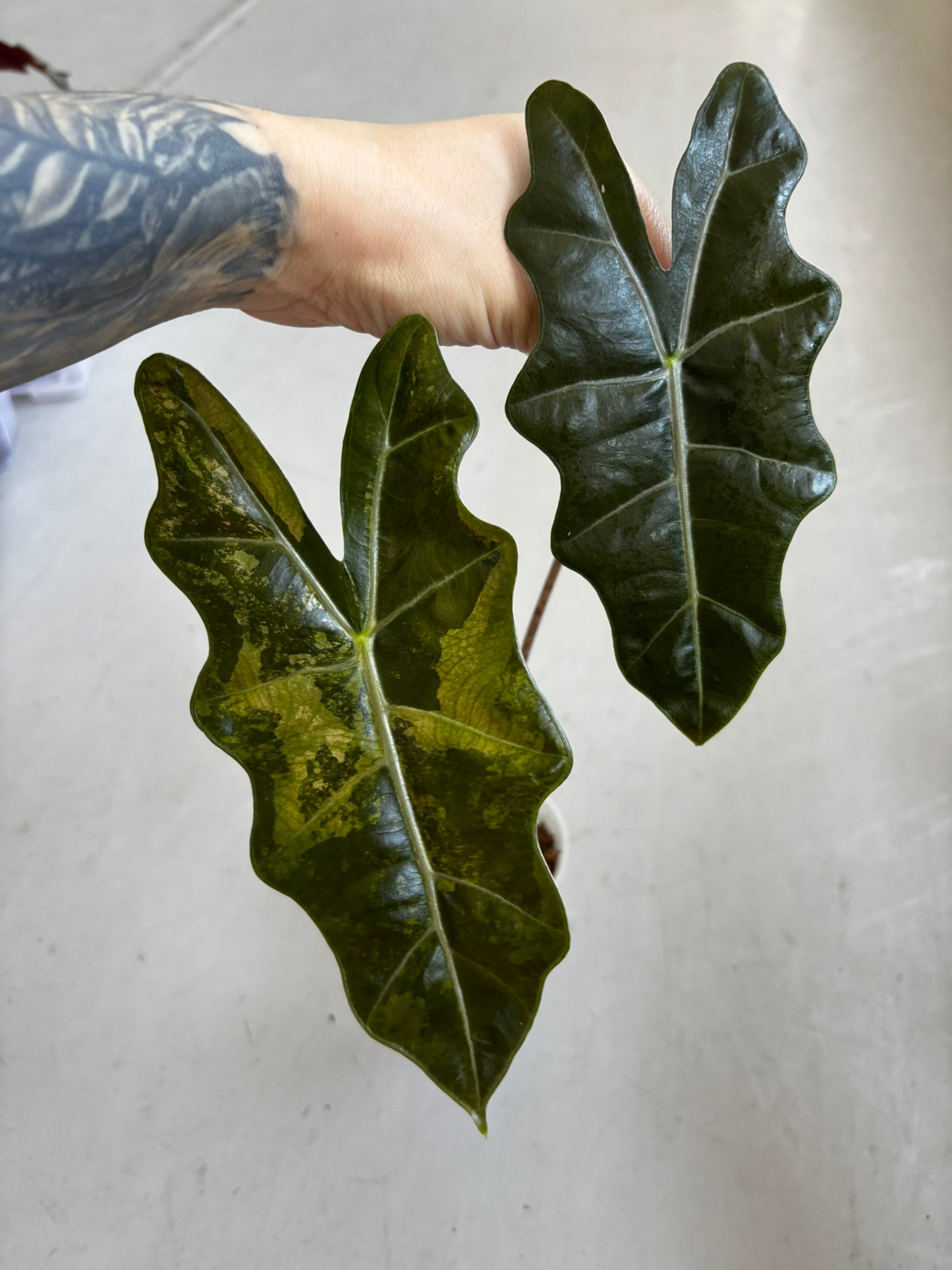 Alocasia Pseudo Sanderiana Pink/Aurea