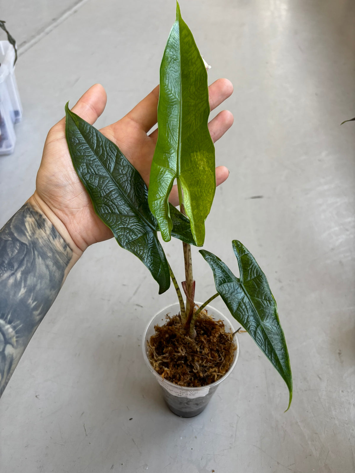 Alocasia Sulawesi Green Carpet Variegata Green on Green (vergrünt)