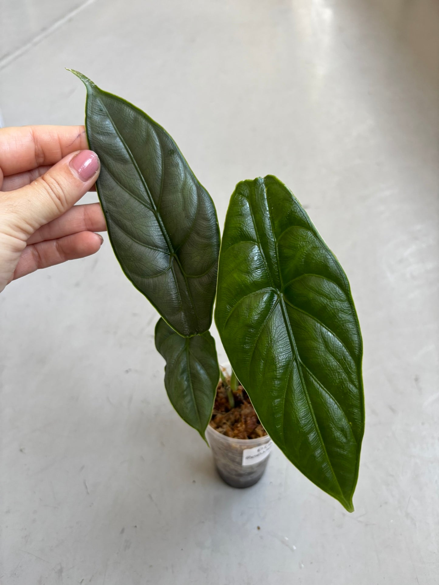 Alocasia Puncak Borneensis Silver