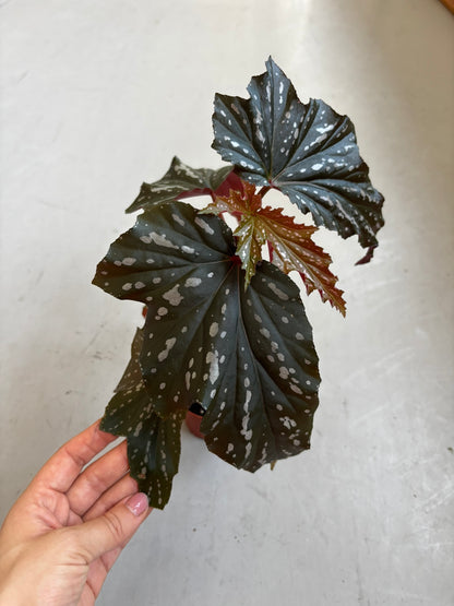 Begonia Aiai