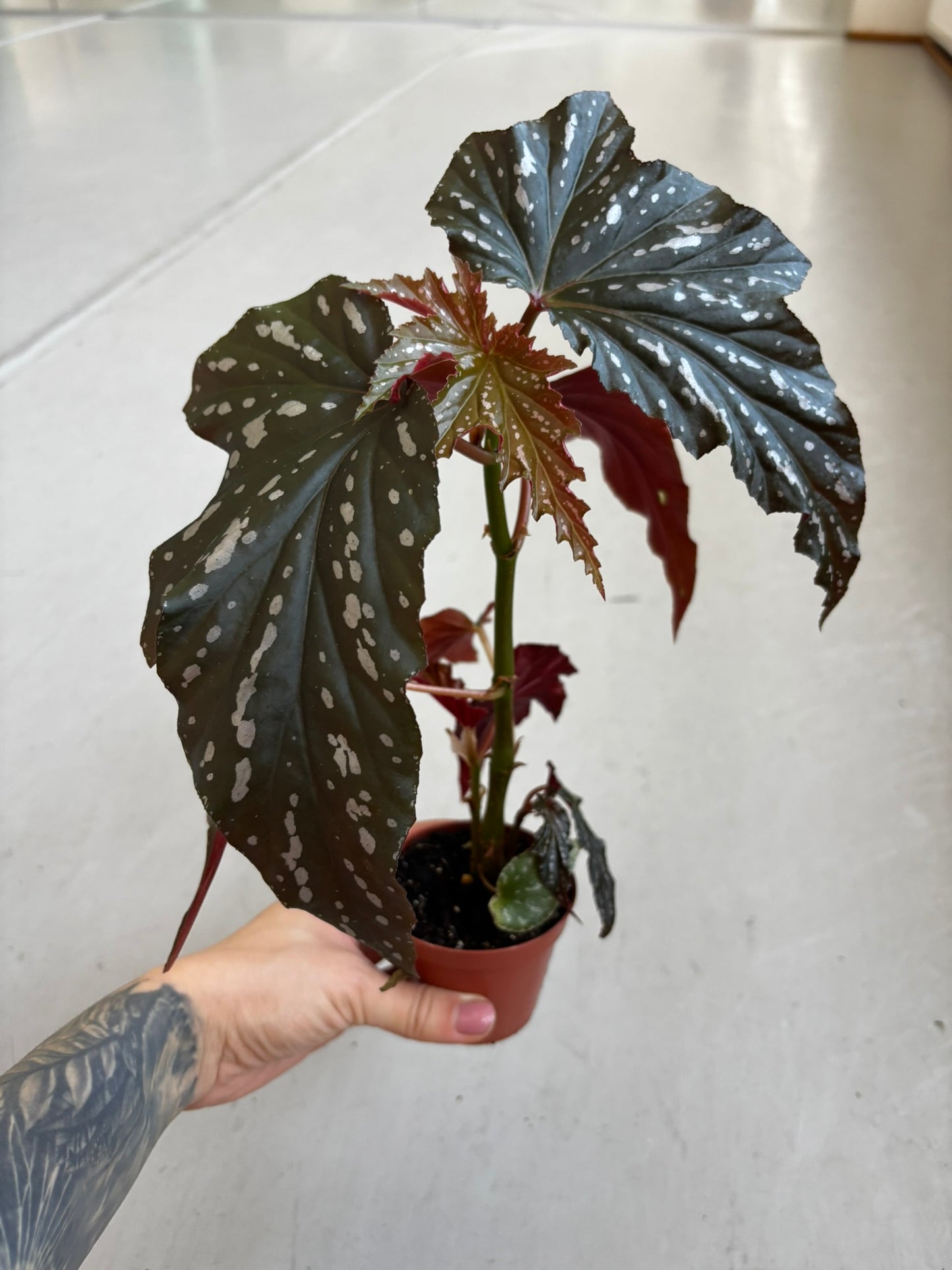 Begonia Aiai