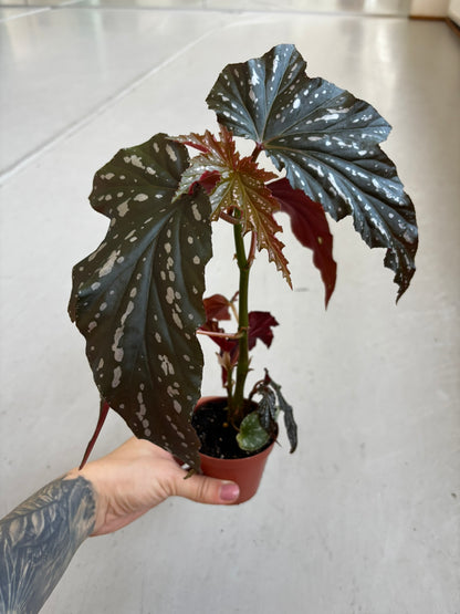 Begonia Aiai