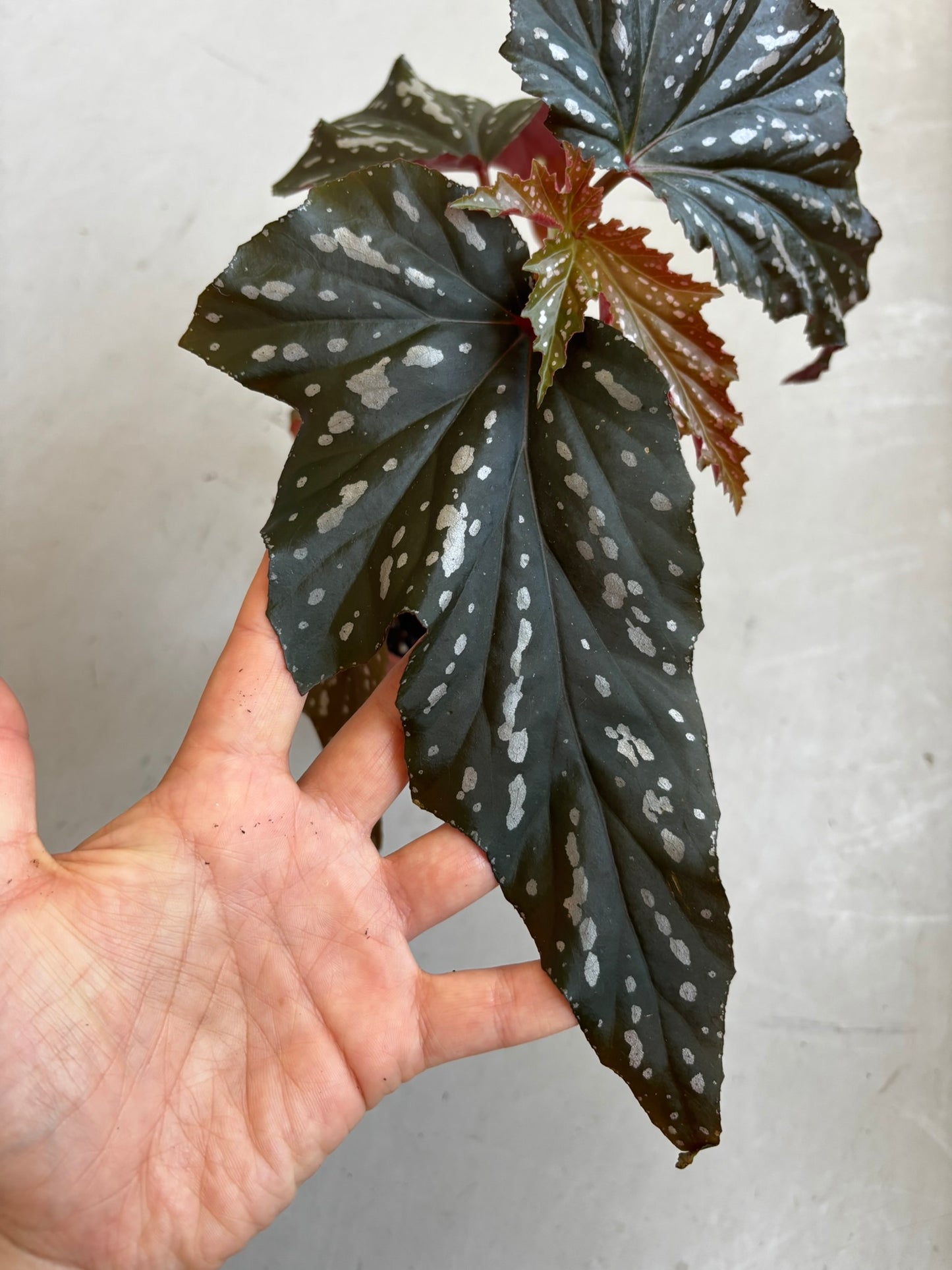 Begonia Aiai