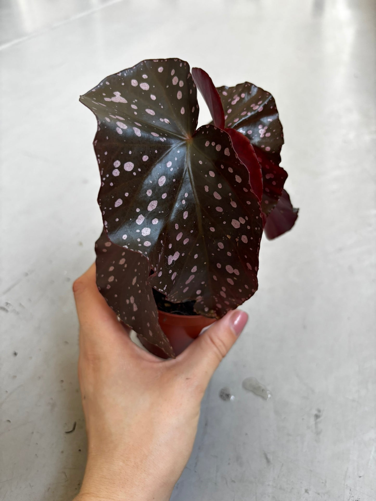 Begonia Palmata