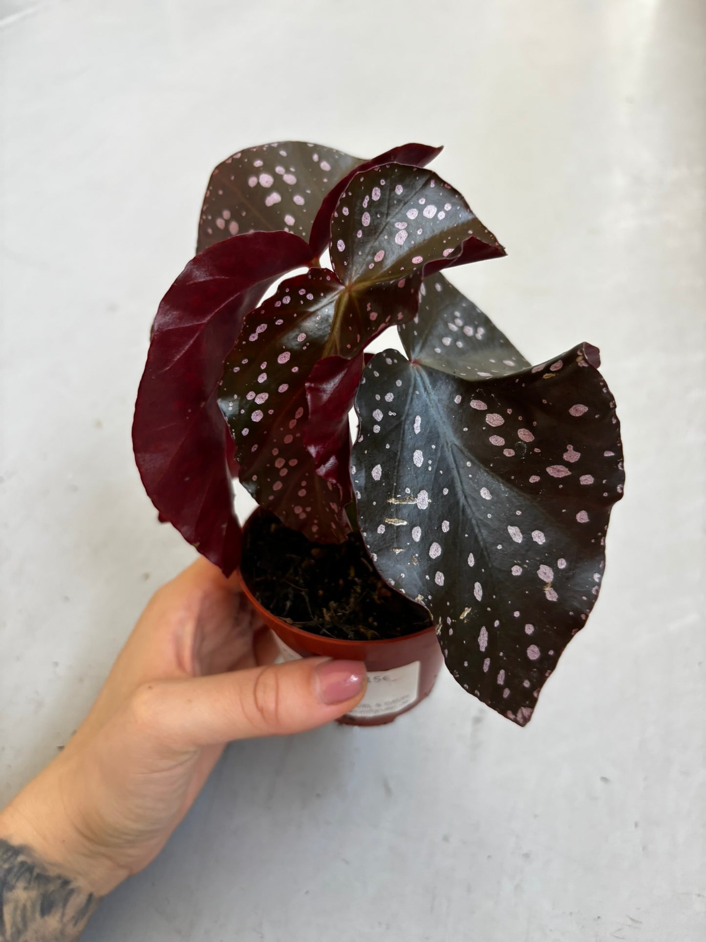 Begonia Palmata