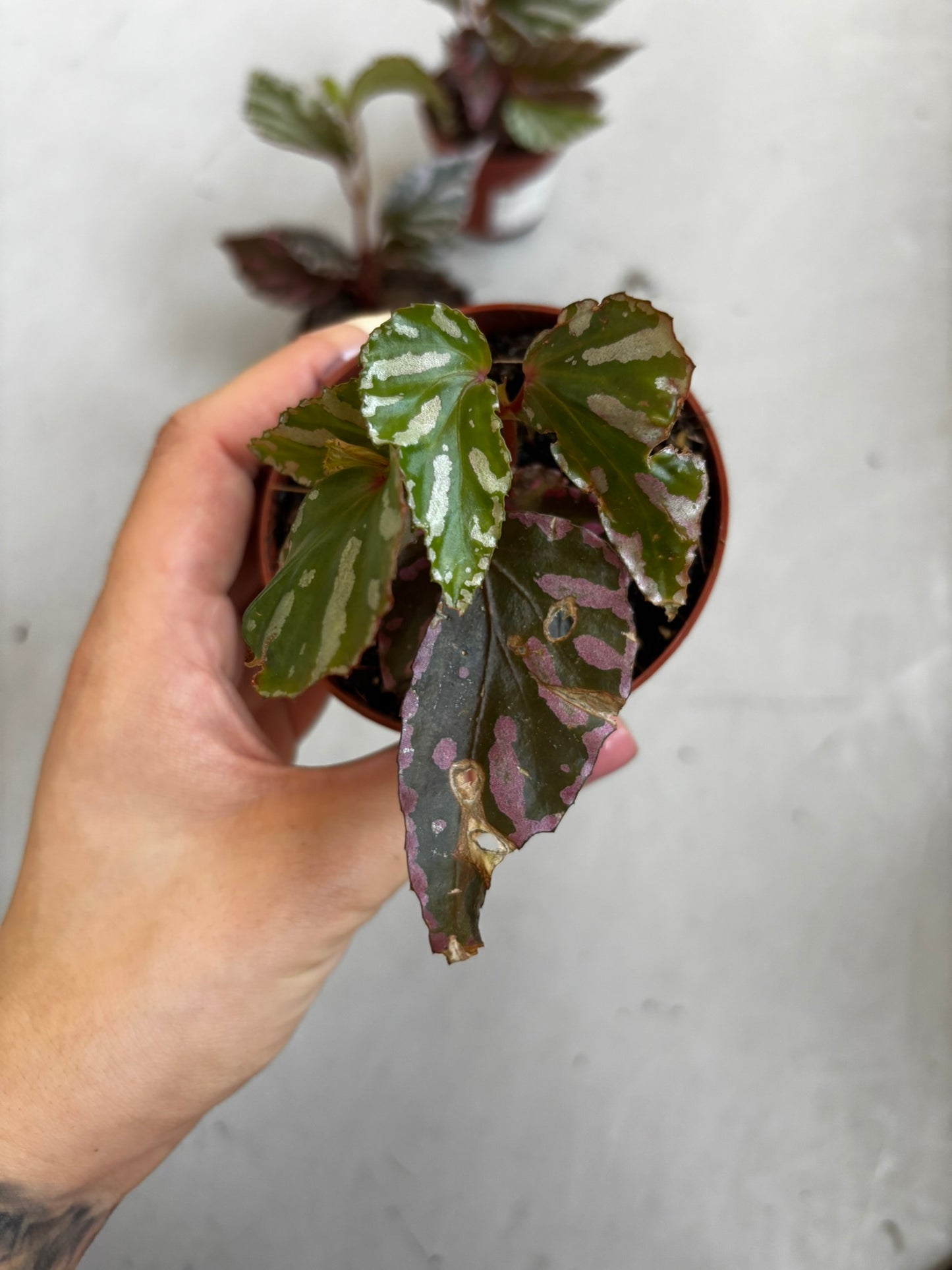 Begonia Jalau