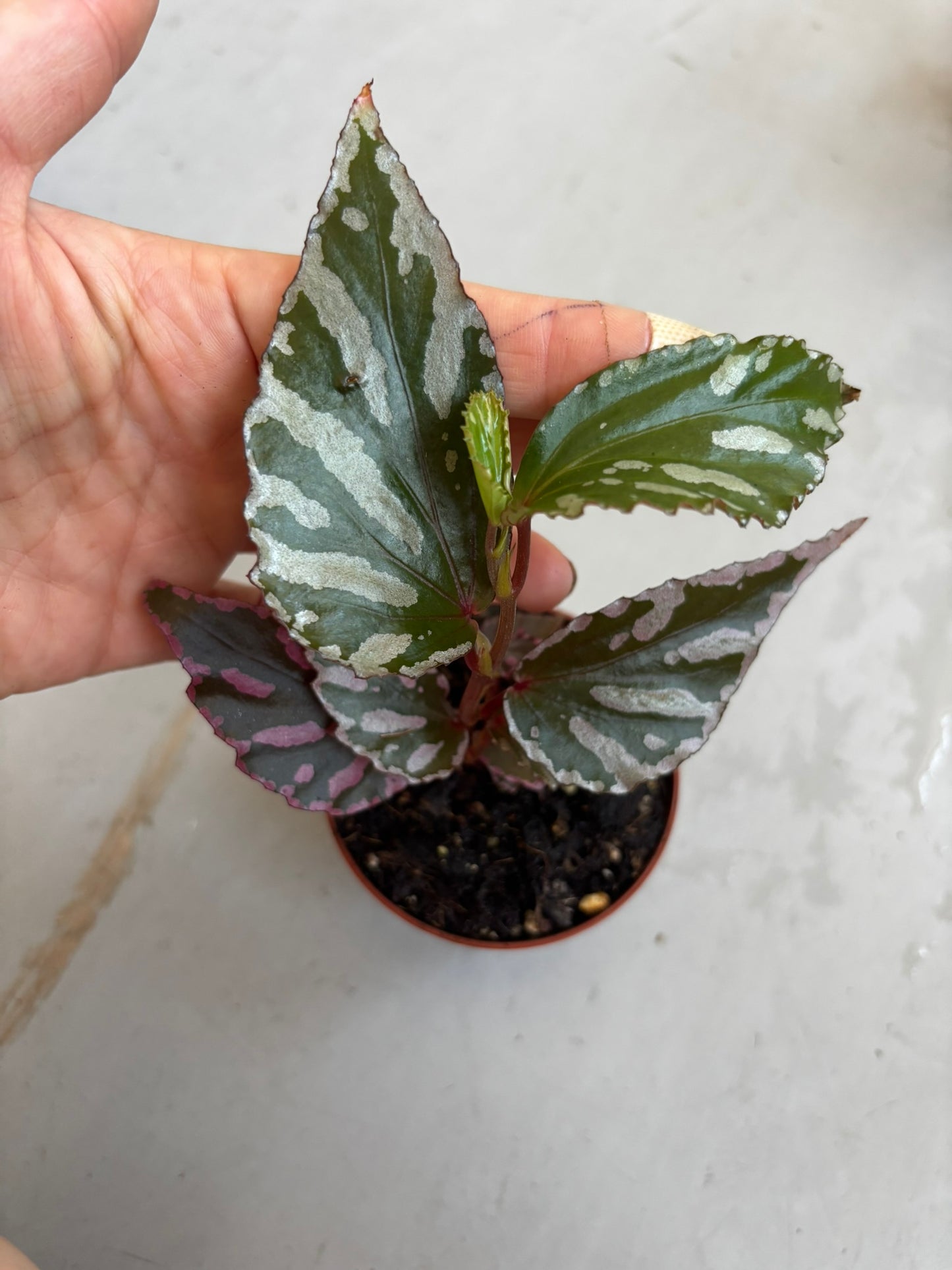 Begonia Jalau