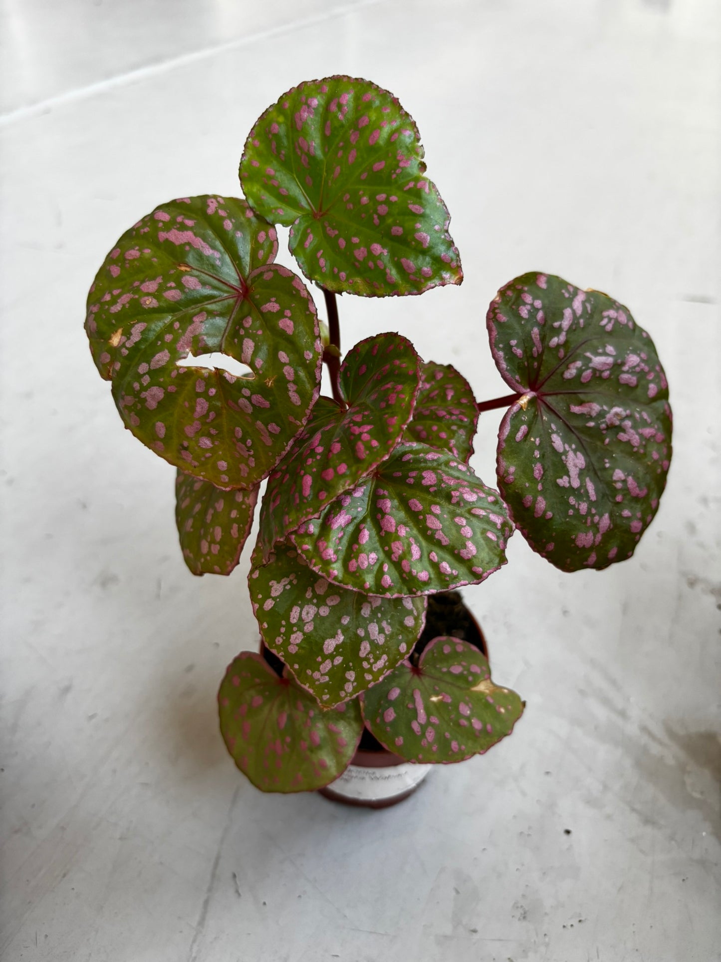 Begonia Muara Wahau