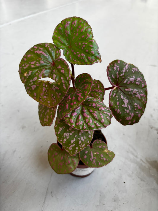 Begonia Muara Wahau